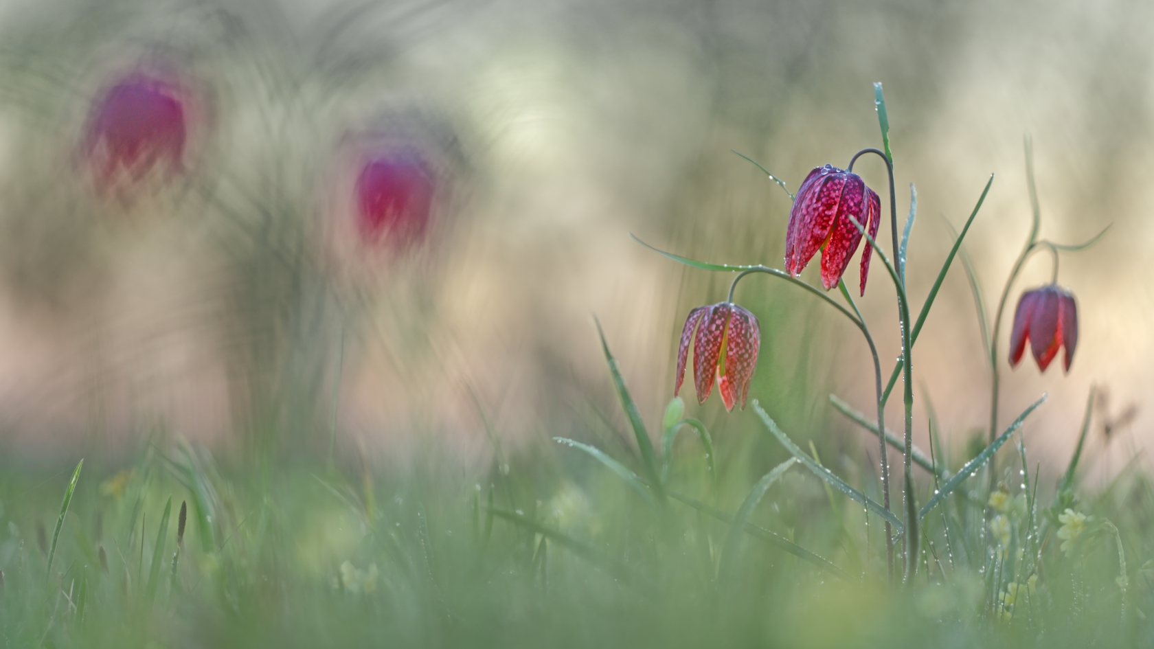 Die Schachblume ist – wie auch mehrere andere besonders schöne Pflanzen mit Gartentradition – nach der Bundesartenschutzverordnung „besonders geschützt“. Foto: Heinz Buls