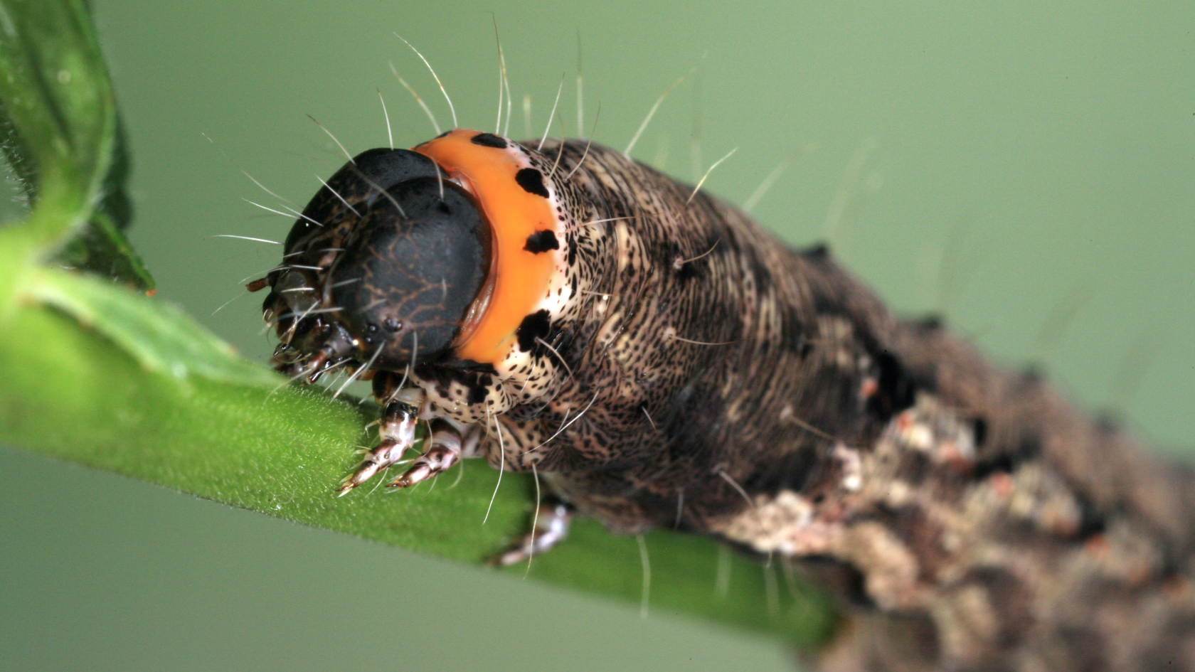 Die Bedeutung des auffälligen orangeroten Halskragens der Raupe ist noch ungeklärt. Möglicherweise kommt ihm eine Funktion bei der Interaktion mit Fressfeinden zu. Foto: Axel Steiner