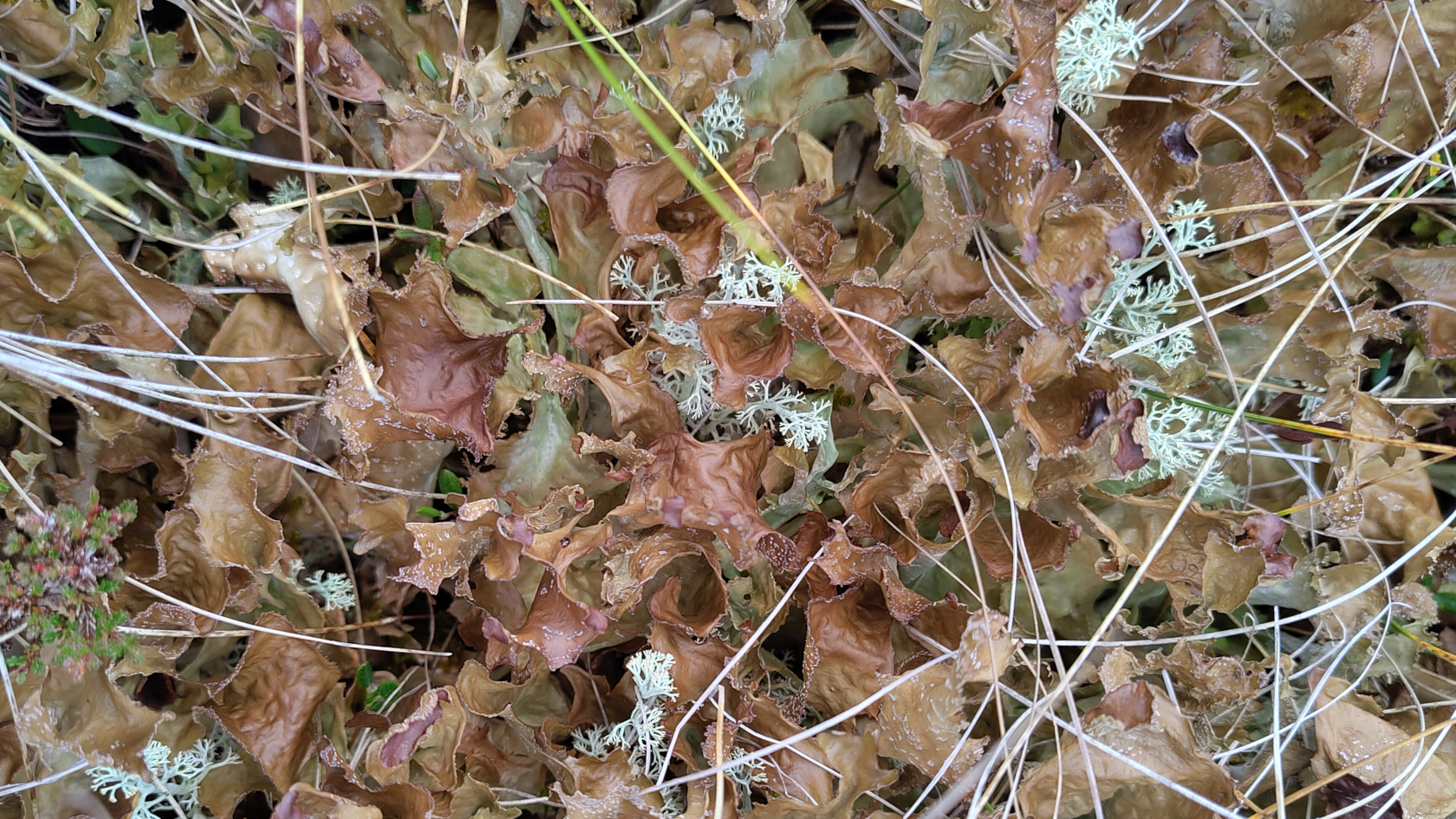 Cetraria islandica wächst unauffällig braun am Boden, oft gemeinsam mit anderen Flechten oder Pflanzen. Foto: Dr. Steffen Caspari