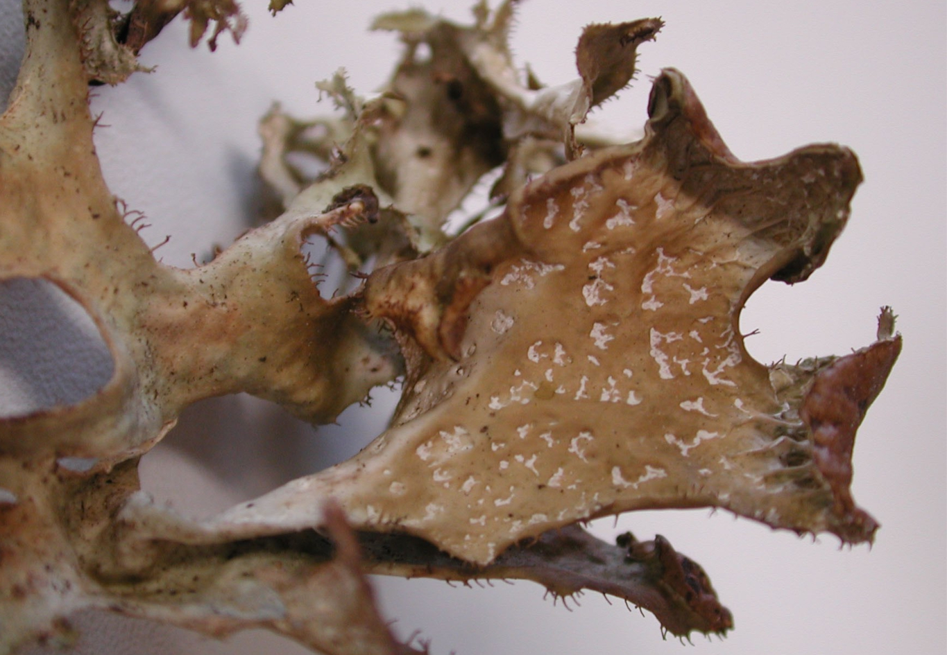 Cetraria islandica wird bis zu 12 cm hoch. Oft sind deren etwas eingerollte Ränder regelmäßig wimperig gezähnt. Foto: Dr. Volker John