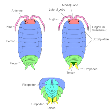 Der Leitfaden enthält zahlreiche Abbildungen zu Anatomie und Bestimmungsmerkmalen von Asseln. Grafik: Stephanie Binder/Benedikt Kästle