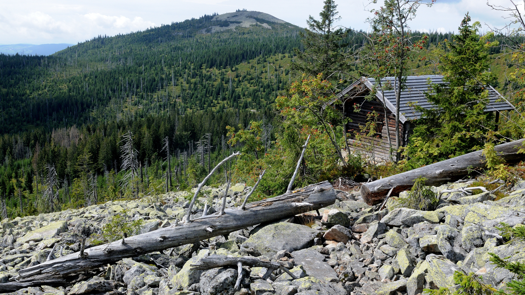 Diese spaltenreiche Blockschutthalde im Nationalpark Bayerischer Wald an der Steinfleckhütte in 1.341 Meter Höhe ist Lebensraum von Alpen-, Wald- und Zwergspitzmaus. Foto: Holger Meinig