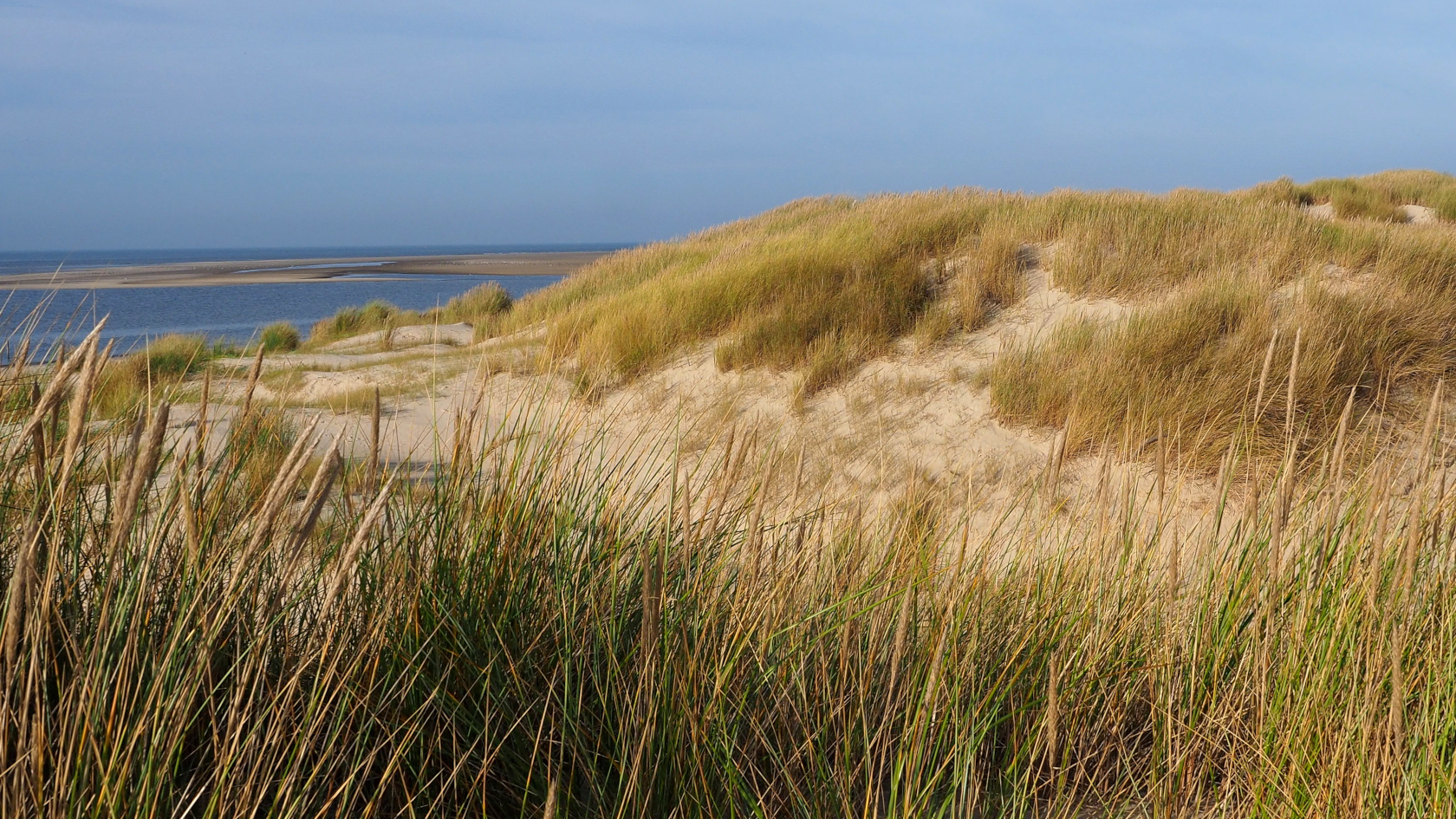 Weißdünen mit Strandhafer auf Langeoog – Habitat des Strand-Pseudoskorpions. Foto: Dr. Christoph Muster