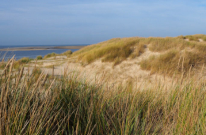 Der nur wenige Millimeter messende Strand-Pseudoskorpion Dactylochelifer latreillii lebt bevorzugt an verrottenden Pflanzenteilen des Strandhafers. Foto: Dr. Christoph Muster