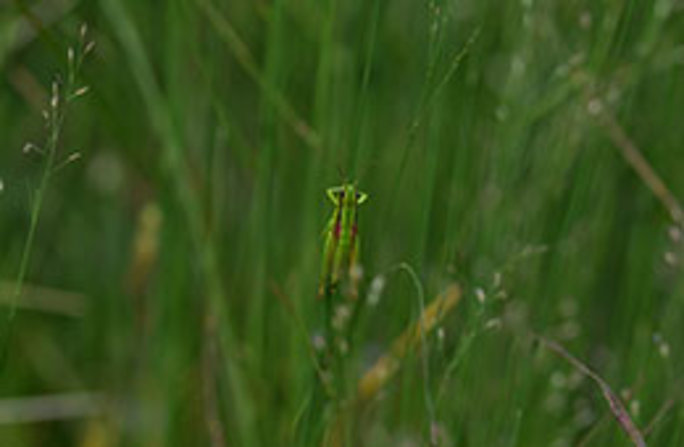 Ein Weibchen im kniehohen Gras – so ist die schmucke Art typischerweise zu finden. Foto: Sebastian Ćato