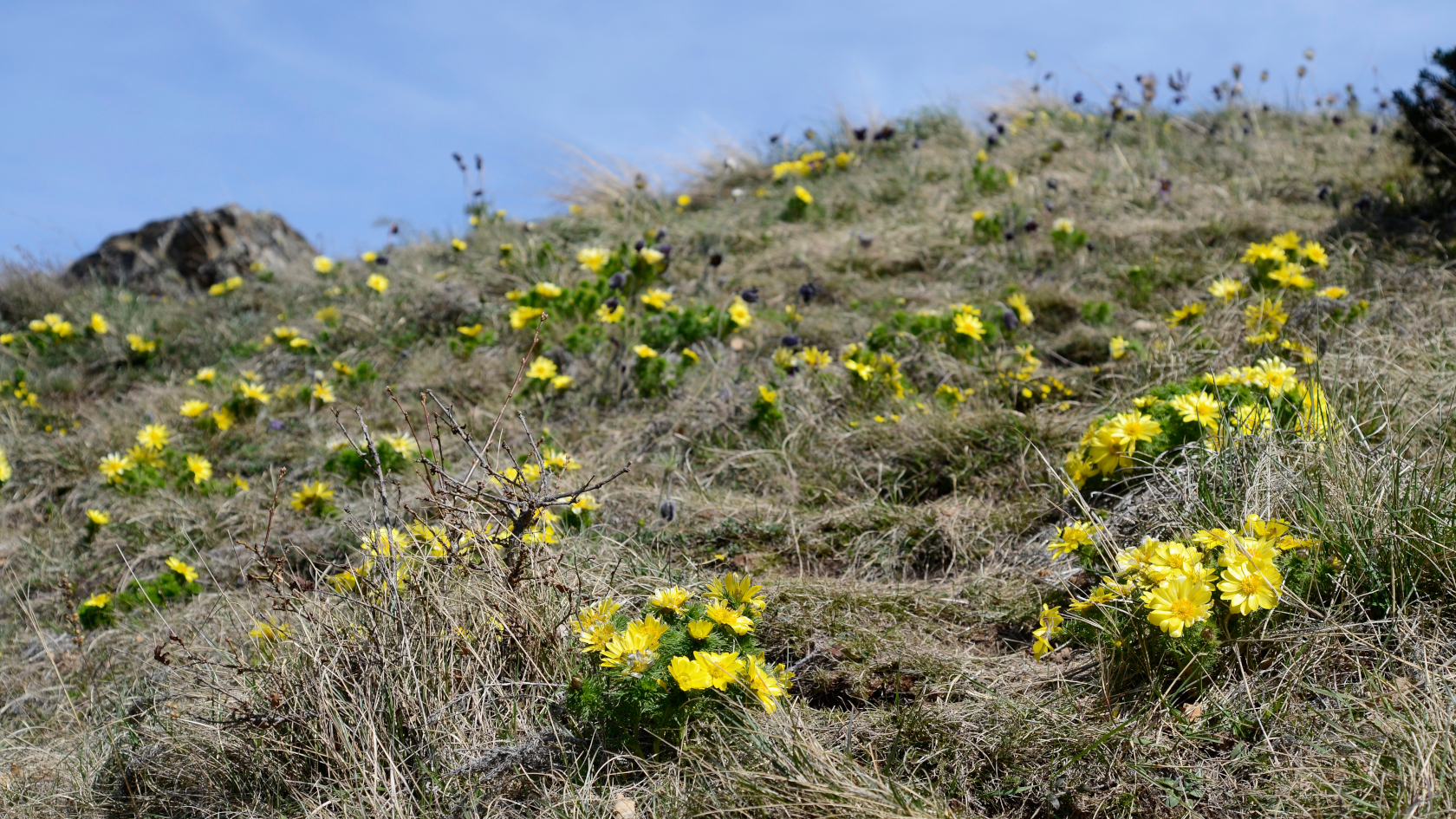 Zwischen den vertrockneten Gräsern des Vorjahres bilden die Adonisröschen auf diesem Trockenrasen den ersten auffälligen Blühaspekt des Frühjahres. Foto: Dominik/AdobeStock Zwischen den vertrockneten Gräsern des Vorjahres bilden die Adonisröschen auf diesem Trockenrasen den ersten auffälligen Blühaspekt des Frühjahres. Foto: Dominik/AdobeStock