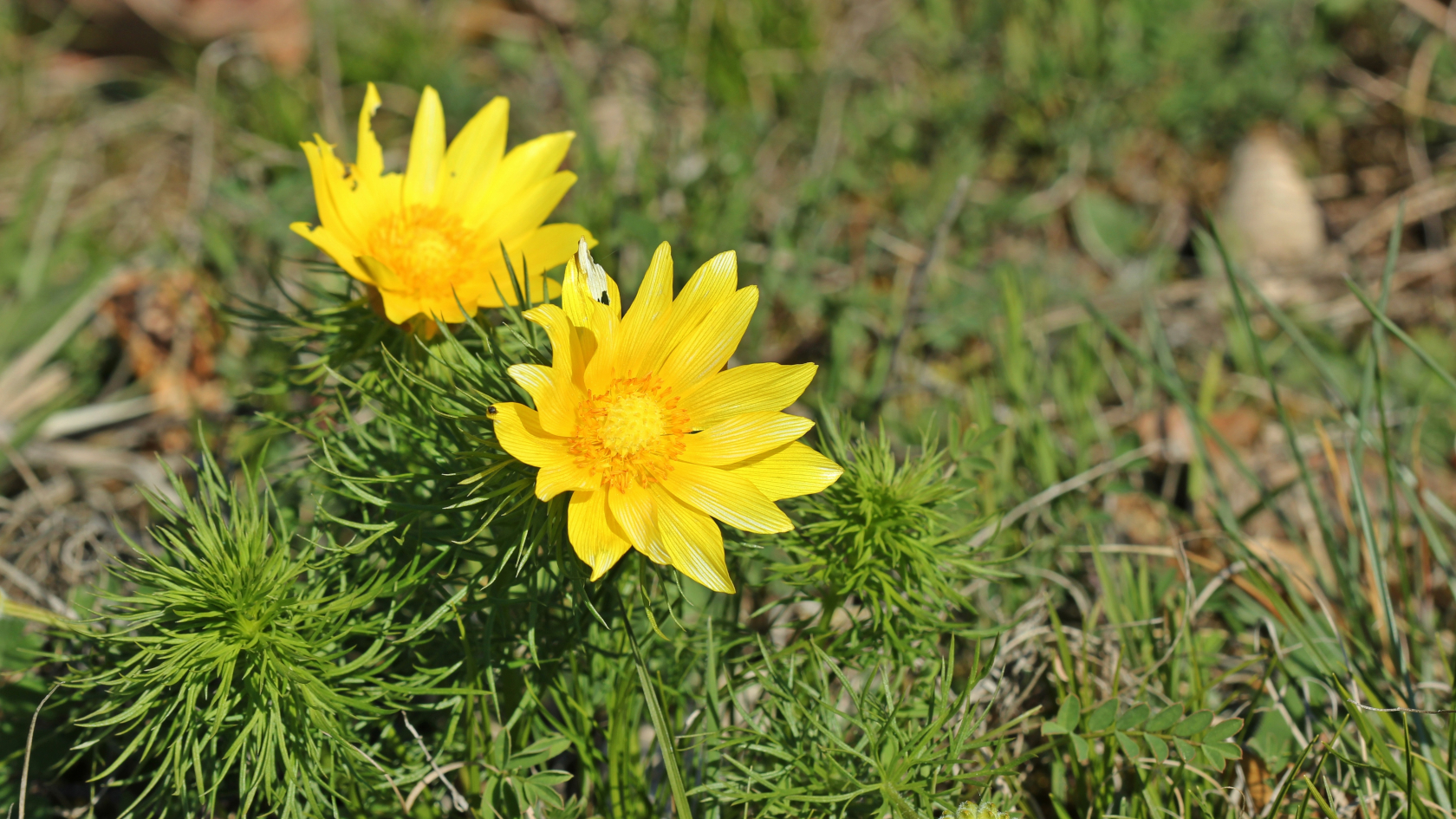 Etwa 20 goldgelbe Kronblätter umgeben die Blüten des Frühlings-Adonisröschens. Ihr Durchmesser beträgt 5-7 cm. Foto: Schmutzler-Schaub/AdobeStock Etwa 20 goldgelbe Kronblätter umgeben die Blüten des Frühlings-Adonisröschens. Ihr Durchmesser beträgt 5-7 cm. Foto: Schmutzler-Schaub/AdobeStock