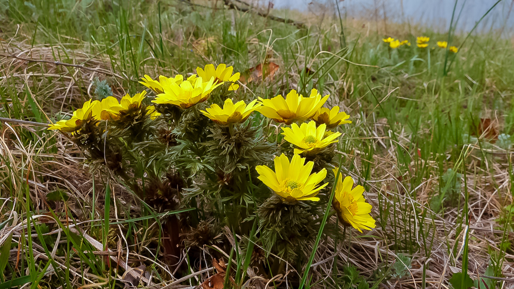 Die meist einkopfigen Blühtriebe entspringen einem unterirdischen Rhizom und sind von dichten, stark zerschlitzten Laubblättern eingehüllt. Foto: Oleg Kovtun/AdobeStock Die meist einkopfigen Blühtriebe entspringen einem unterirdischen Rhizom und sind von dichten, stark zerschlitzten Laubblättern eingehüllt. Foto: Oleg Kovtun/AdobeStock
