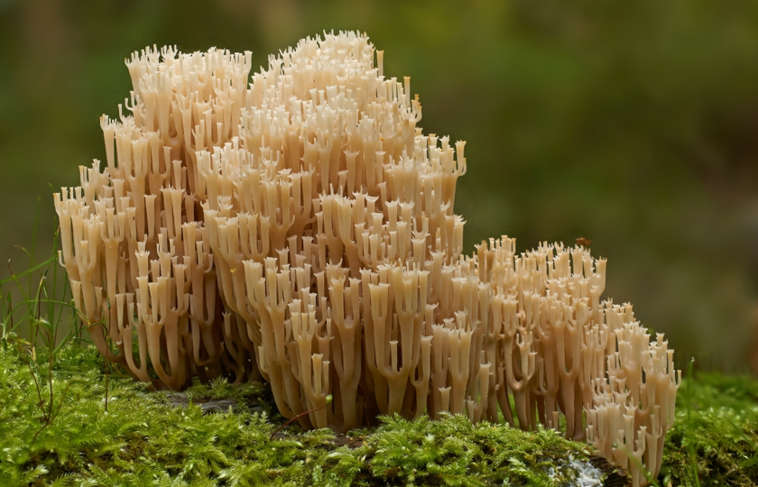 Im neuen Datenportal sind auch die Datengrundlagen für eine künftige Gefährdungsbewertung der Becherkoralle (Artomyces pyxidatus) enthalten.  Foto: Petra und Werner Eimann.