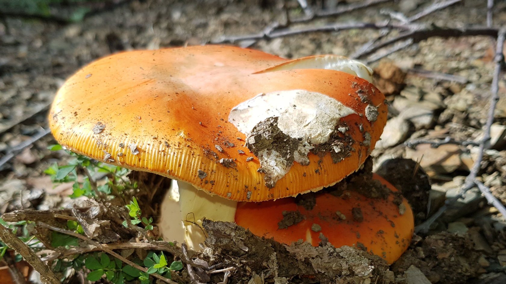 Nur selten bleiben Hüllreste auf dem Hut zurück. Foto: Peter Karasch