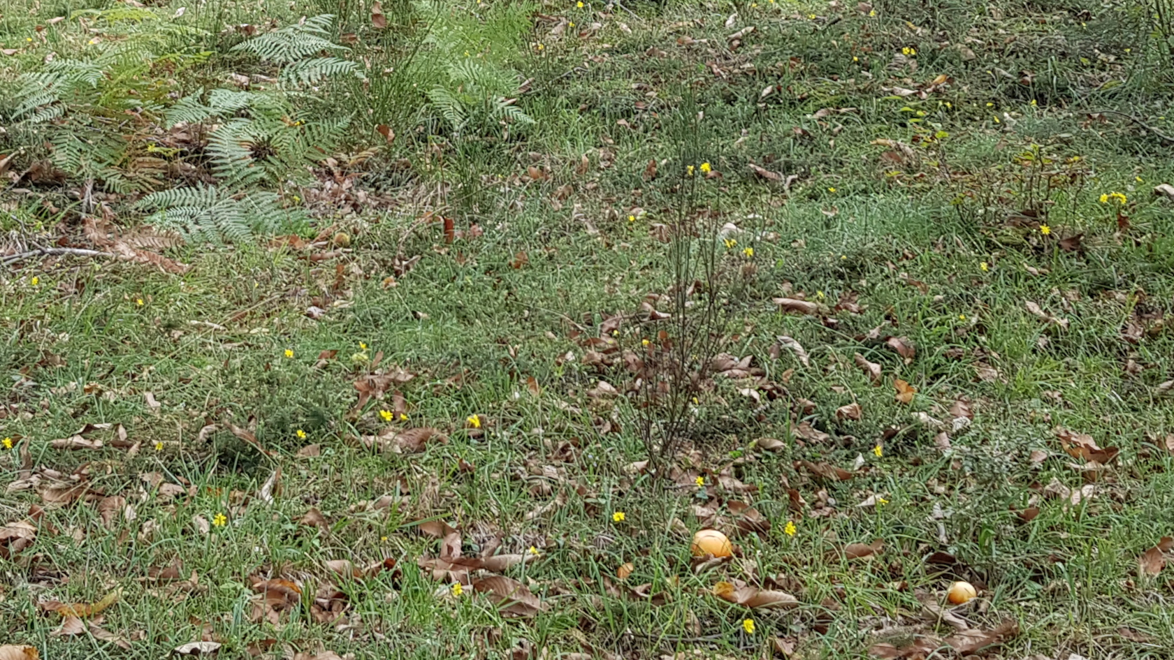 Die jungen Pilze wachsen einzeln oder in Gruppen mit bis zu fünf Fruchtkörpern. Foto: Peter Karasch