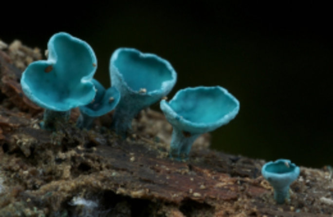 Der Kleinsporige Grünspanbecherling (Chlorociboria aeruginascens) ist auf morschem Laubholz zu finden. Foto: Gerhard Schuster.