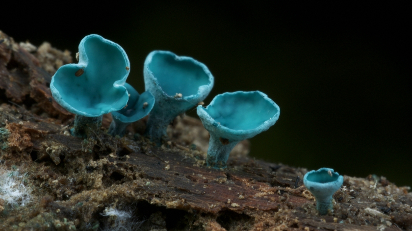 Der Kleinsporige Grünspanbecherling (Chlorociboria aeruginascens) ist auf morschem Laubholz zu finden. Das von ihm grünlich-blaue verfärbte Holz wird in der Kunsttischlerei für Intarsienarbeiten verwendet. Foto: Gerhard Schuster.