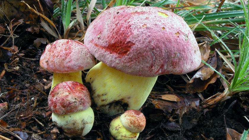 Der Königsröhrling (Boletus regius) ist in der Roten Liste als "stark gefährdet" eingestuft. Deutschland ist für seine Erhaltung in besonders hohem Maße verantwortlich. Foto: Matthias Theiss