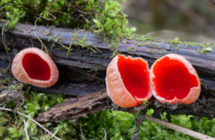 Zwei Namen  –  eine Art: In der Roten Liste der Großpilze heißt er „Zinnoberroter Prachtbecherling", in anderen Quellen „Scharlachroter Kelchbecherling".  Foto: Gerhard/AdobeStock