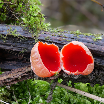 Zwei Namen  –  eine Art: In der Roten Liste der Großpilze heißt er „Zinnoberroter Prachtbecherling", in anderen Quellen „Scharlachroter Kelchbecherling".  Foto: Gerhard/AdobeStock