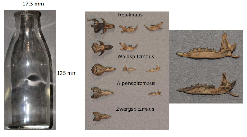 In der Natur zurückgelassener Müll wird zur Todesfalle für die Alpenspitzmaus und andere kleine Tiere: Hier die Inhalte aus einer einzigen Flasche, gefunden an der Steinfleckhütte. Foto: Holger Meinig