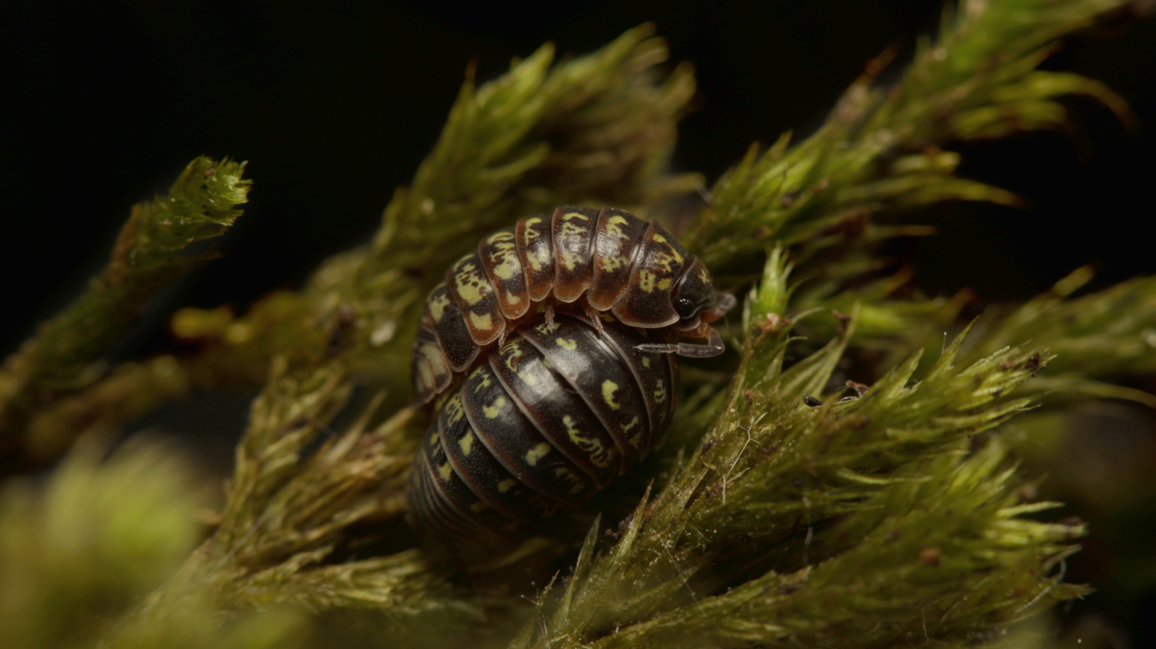 Die Schöne Kugelassel – hier zwei Tiere – hat eine schwarze, glatte Oberfläche mit scharf abgegrenzten gelben Flecken und roten Segmenthinterrändern. Foto: Benedikt Kästle