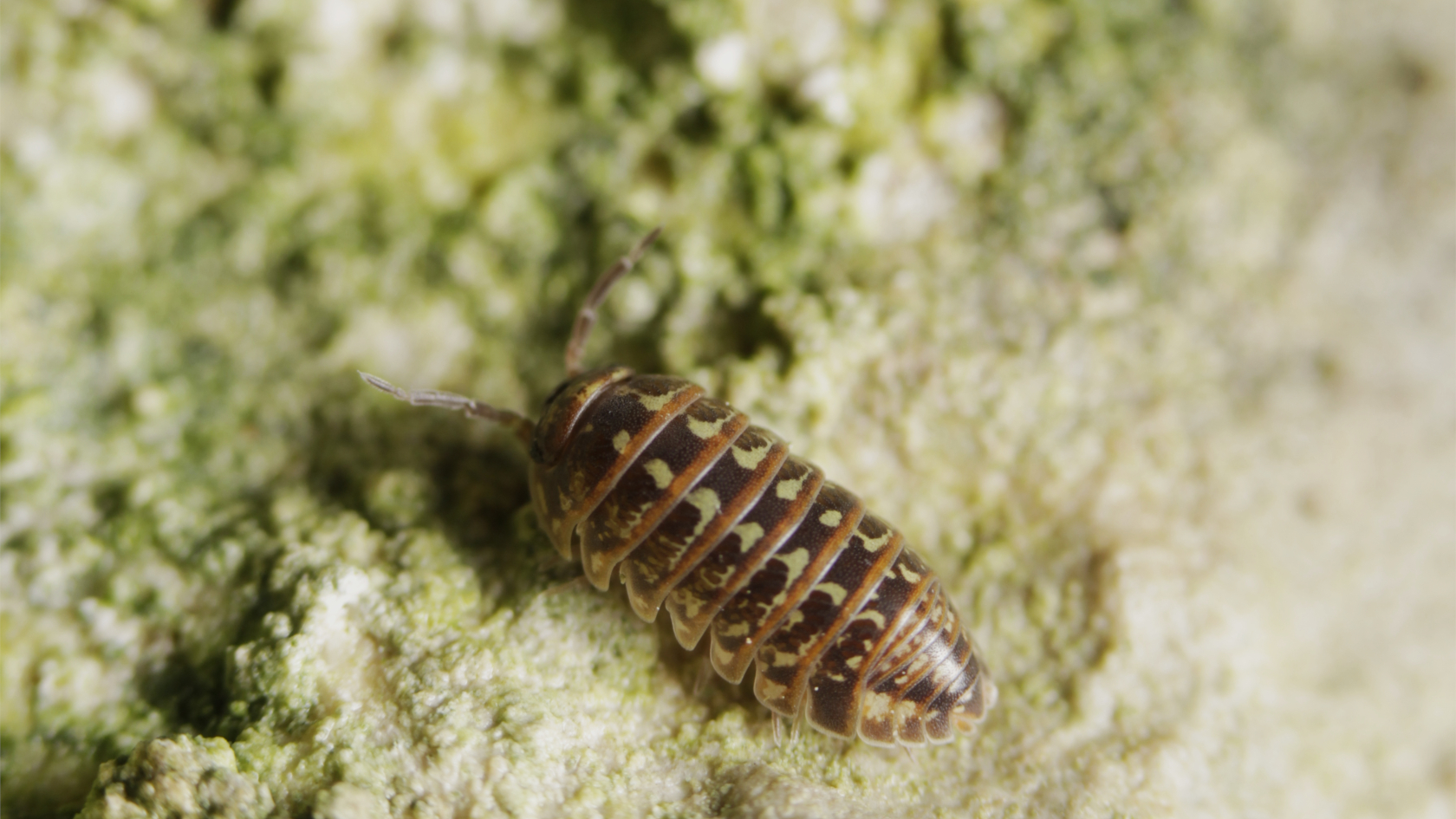 Die kleine Kugelasselart Armadillidium pictum ist in den vergangenen etwa 150 Jahren vor allem durch Änderungen der Waldstrukturen zurückgegangen. Foto: Benedikt Kästle