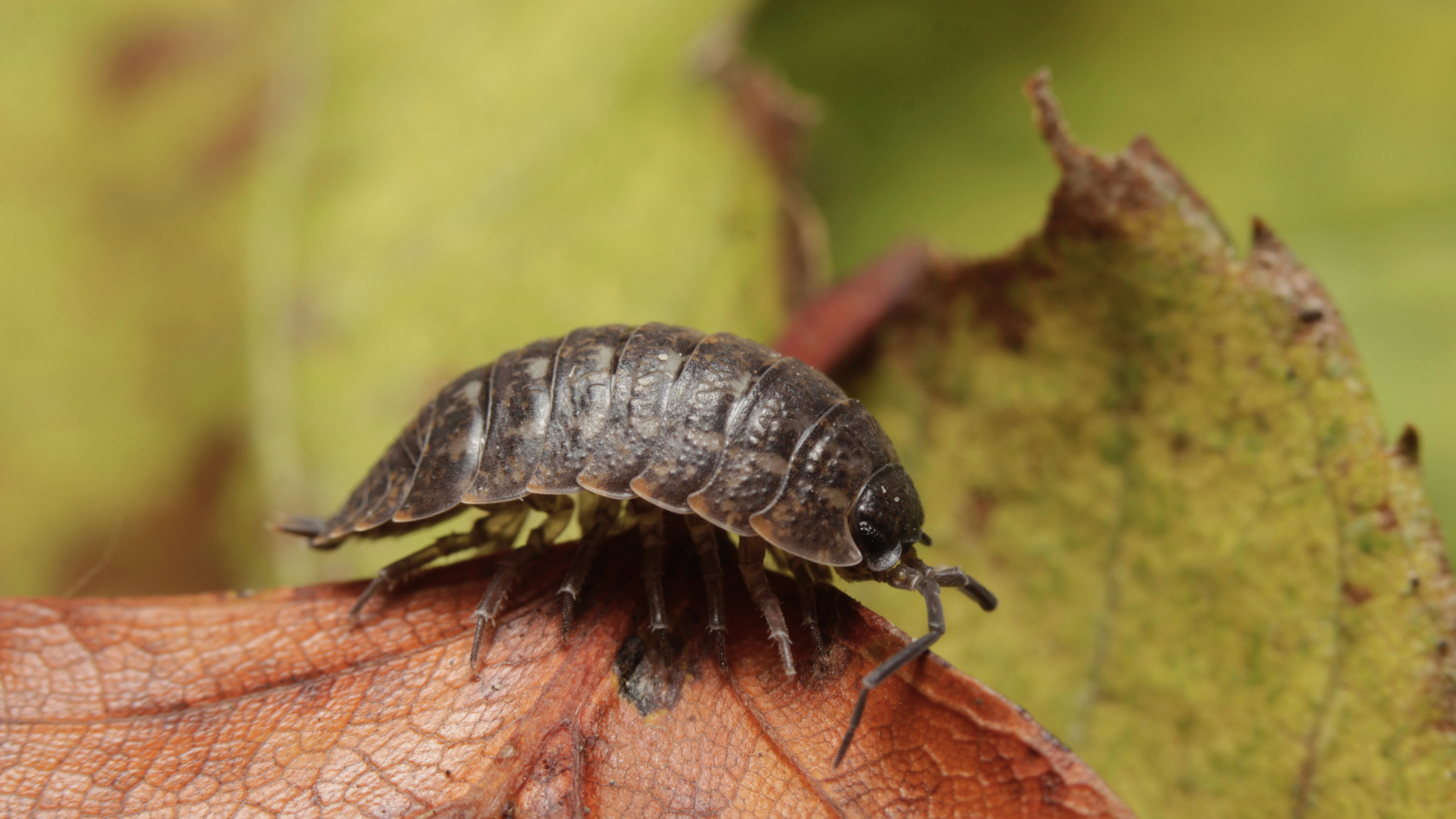 Porcellio montanus kommt in trockenen Biotopen und Kalkgebieten vor. Foto: Benedikt Kästle