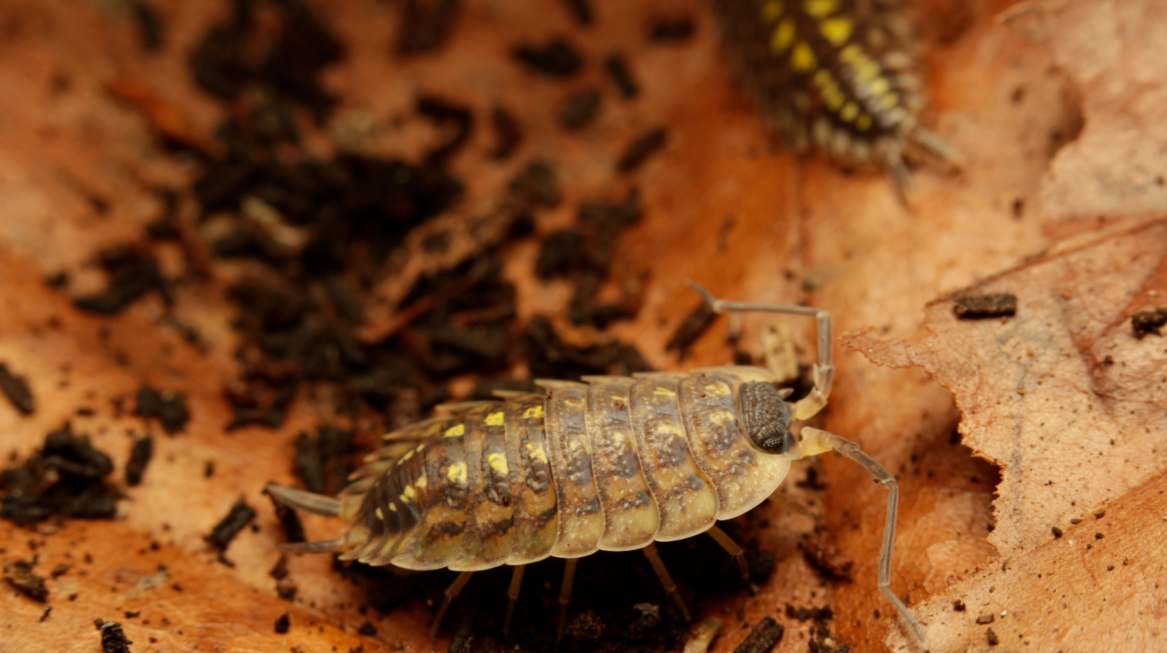 Die seltene Gefleckte Körnerassel (Porcellio spinicornis) wurde in die Vorwarnliste aufgenommen. Foto: Benedikt Kästle