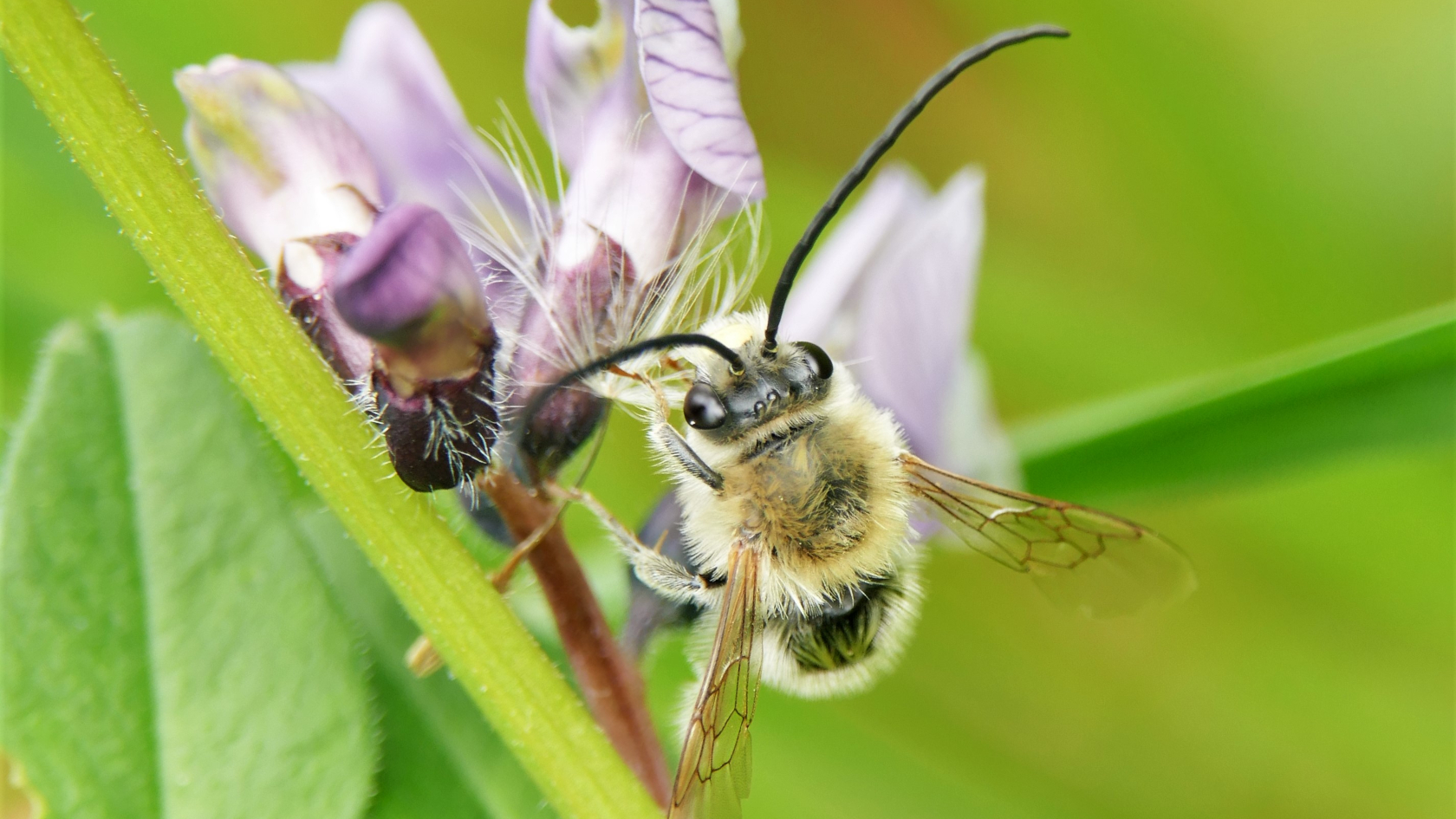   Langhornbiene (Eucera nigrescens) auf Zaun-Wicke.  Foto: Dr. Günter Matzke-Hajek 