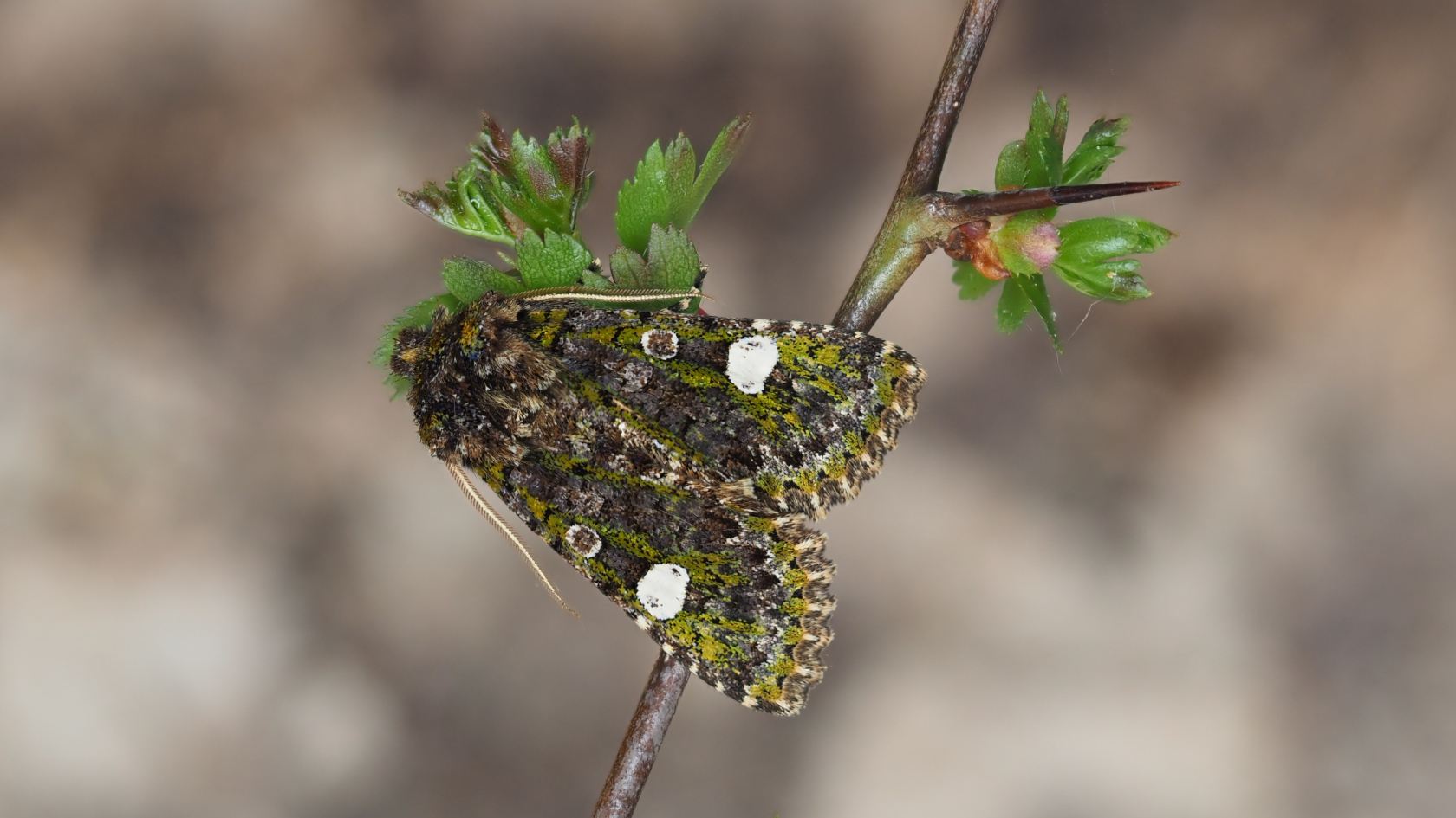 Den Tag verbringt die Schmuckeule in Bodennähe oder an Schlehenstämmchen ruhend. Foto: Axel Steiner