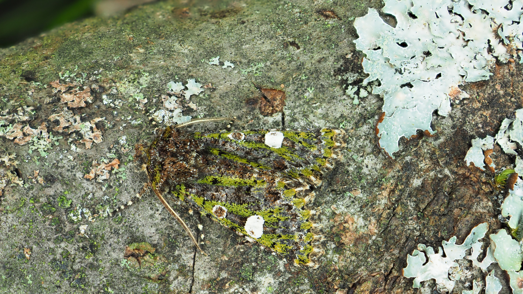 Die weißen, nierenförmigen Flecke auf den Vorderflügeln wirken für sich genommen zwar auffällig, aber auf flechtenbewachsenen Ästen tragen sie zur Maskierung bei. Foto: Axel Steiner