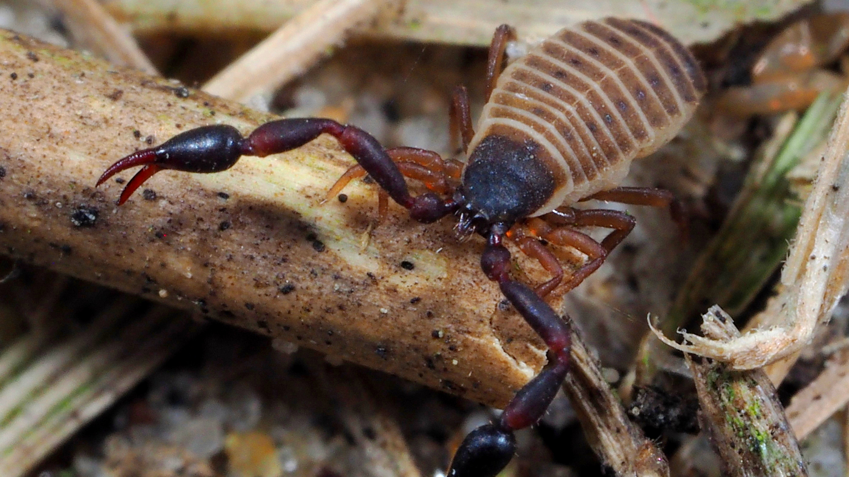 Der nur wenige Millimeter messende Strand-Pseudoskorpion Dactylochelifer latreillii lebt bevorzugt an verrottenden Pflanzenteilen des Strandhafers. Foto: Dr. Christoph Muster