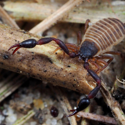 Der nur wenige Millimeter messende Strand-Pseudoskorpion Dactylochelifer latreillii lebt bevorzugt an verrottenden Pflanzenteilen des Strandhafers. Foto: Dr. Christoph Muster