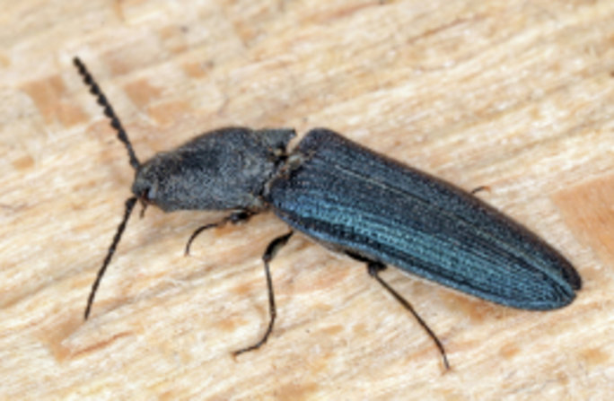 Der etwa 11 mm lange Veilchenblaue Wurzelhalsschnellkäfer ist aufgrund seiner blau-violett schimmernden Flügeldecken mit keiner anderen Schnellkäferart in Deutschland zu verwechseln. Foto: Frank Köhler