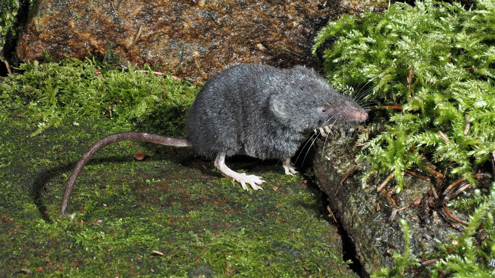 Typisch für die Alpenspitzmaus ist ihr einfarbig schieferfarbenes Fell und der unbehaarte Augenring. Die großen Hinterfüße und der lange Schwanz machen das Tier zu einem gewandten Kletterer. Foto: Richard Kraft