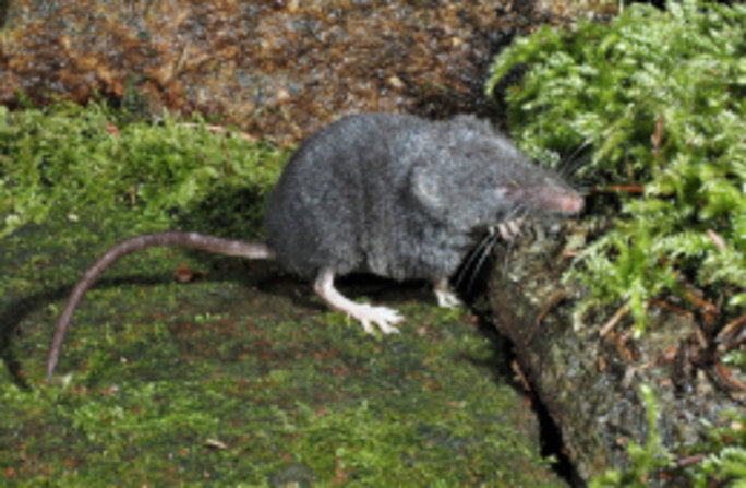 Typisch für die Alpenspitzmaus ist ihr einfarbig schieferfarbenes Fell und der unbehaarte Augenring. Foto: Richard Kraft