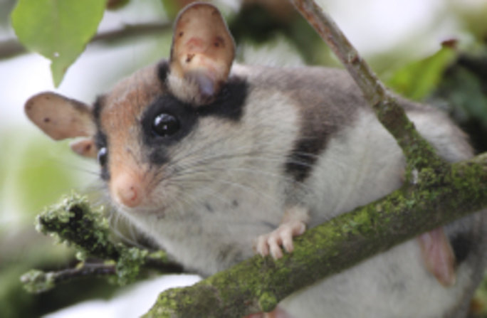 Der Gartenschläfer gehört zur Familie der Bilche, zu der auch die Haselmaus und der Siebenschläfer zählen. Foto: Sven Büchner