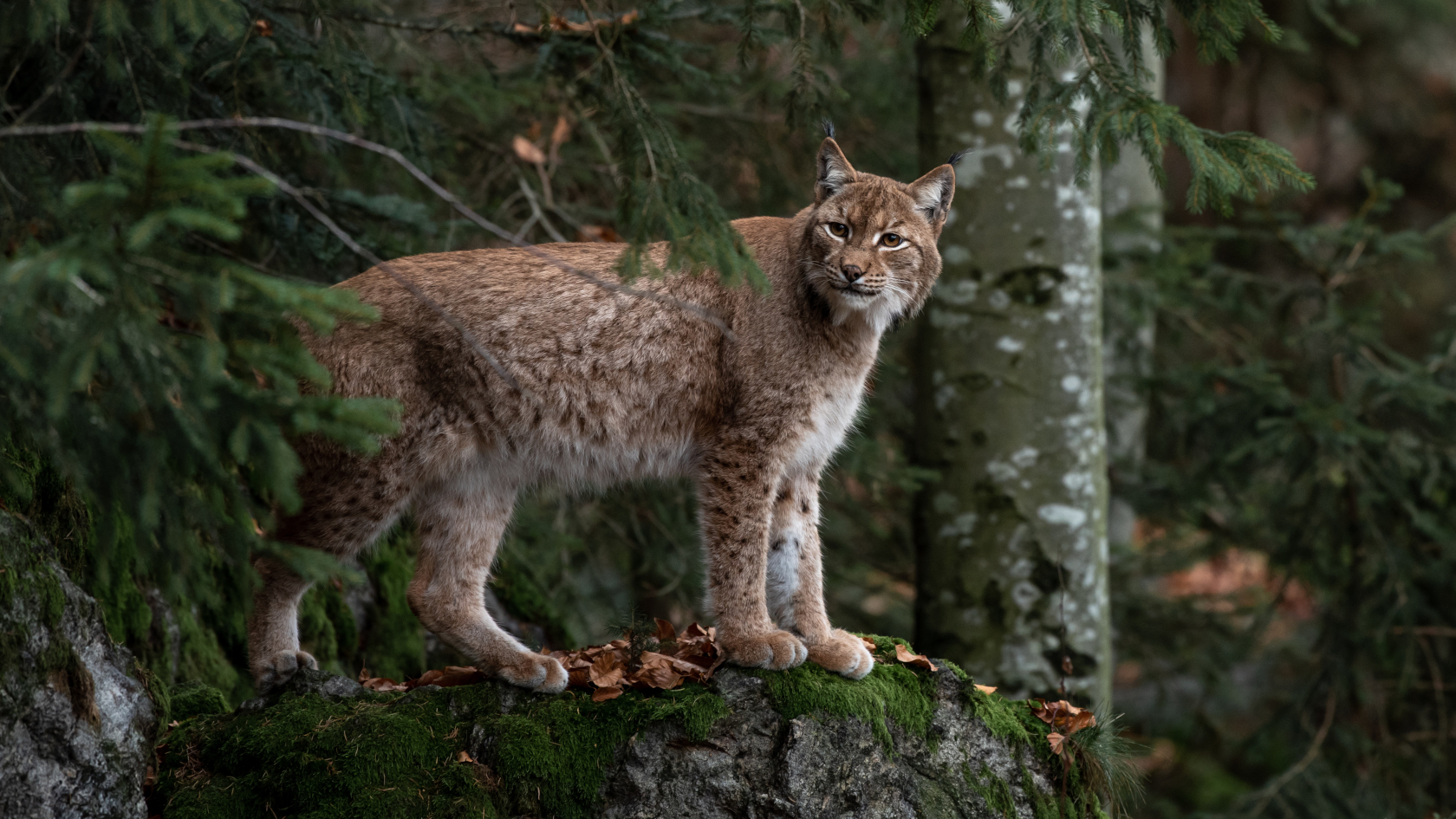 Luchse brauchen ausgedehnte, reich strukturierte Wälder als Lebensraum. Das Streifgebiet eines einzelnen Tieres kann sich über 200 Quadratkilometer erstrecken. Foto: Miller_Eszter/AdobeStock