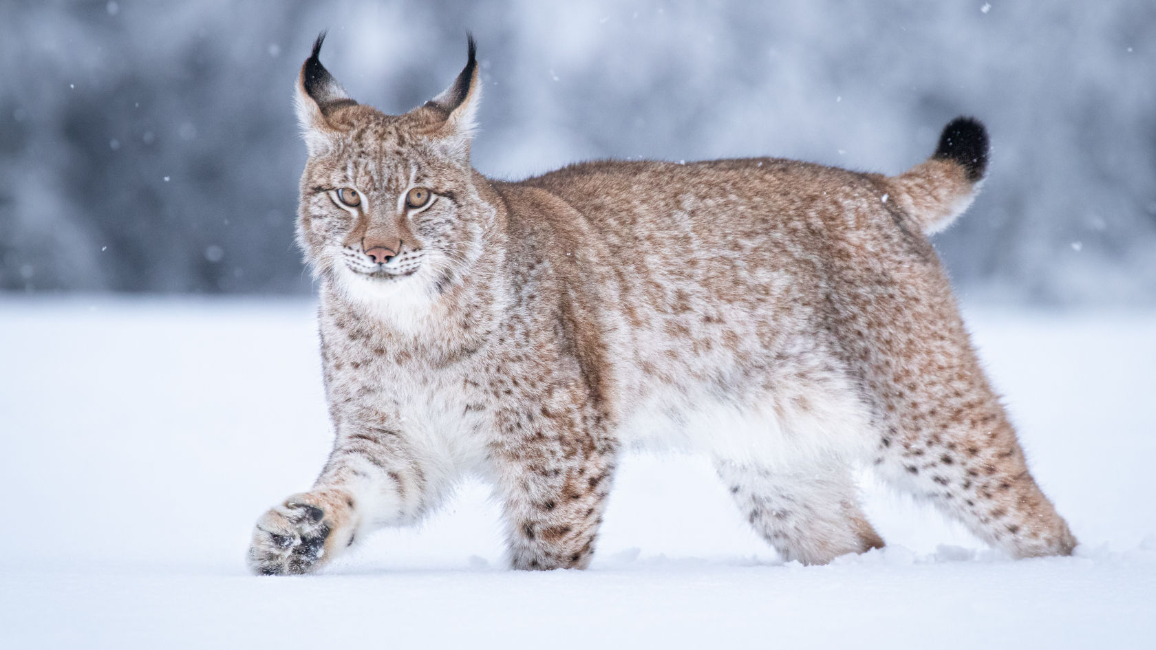 Im Winter tragen Luchse ein Fell mit dichter Unterwolle, das auch vor strenger Kälte schützt. Nur die Spitzen von Schwanz und Ohren sind schwarz. Foto: janistra/AdobeStock