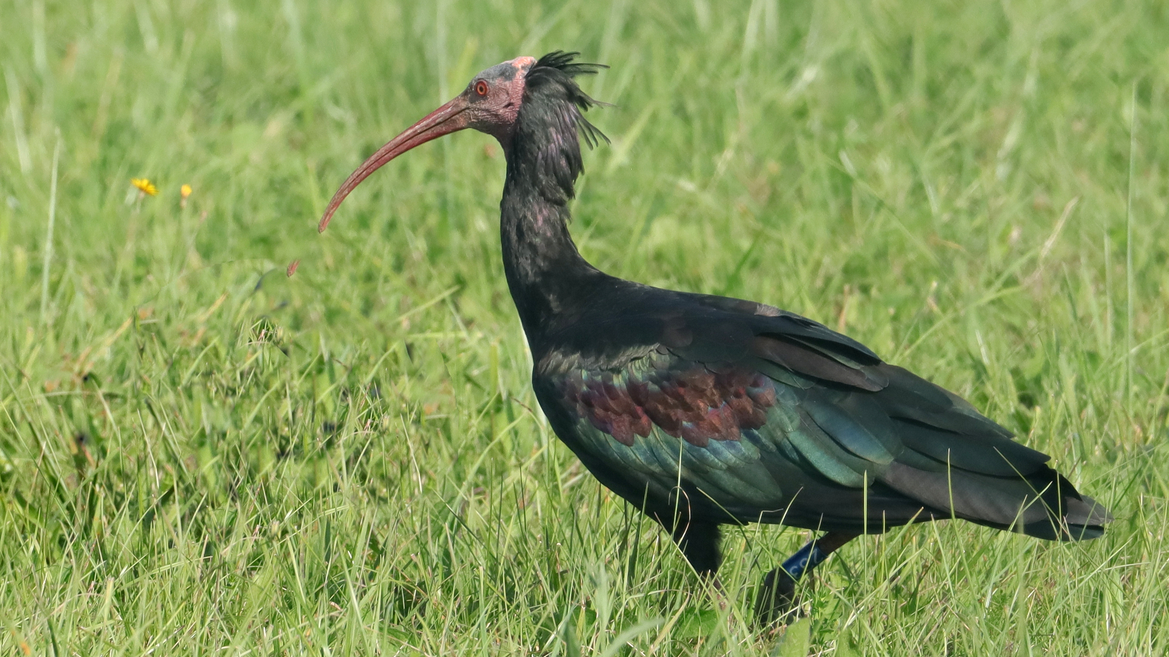 Dieser bei Zürich fotografierte Waldrapp ist ein Spross der Überlinger Kolonie und gehört zum ersten spontanen Schweizer Brutpaar seit mehreren hundert Jahren. Foto: Dr. Wolfgang Kathe. 