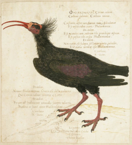 Ein um 1560 von Pierre Eskrich gemalter Waldrapp aus dem Schweizer Jura. Seinerzeit war die Art auch Brutvogel in Deutschland.  Quelle: https://emuseum.nyhistory.org/objects/3867